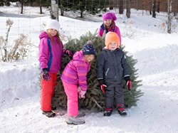 Find the perfect tree at Country Pine Farm